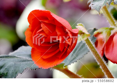 調布の植物園に咲く赤いベゴニア 55058602