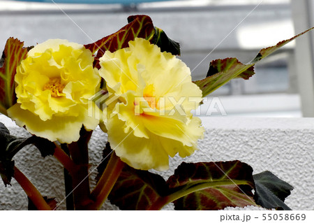 調布市の植物園に咲く黄色いベゴニア 55058669