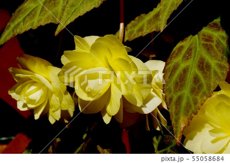 調布市の植物園に咲く黄色いベゴニア 55058684