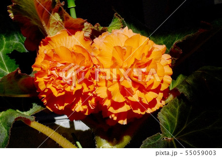 調布の植物園に咲くオレンジのベゴニア 55059003