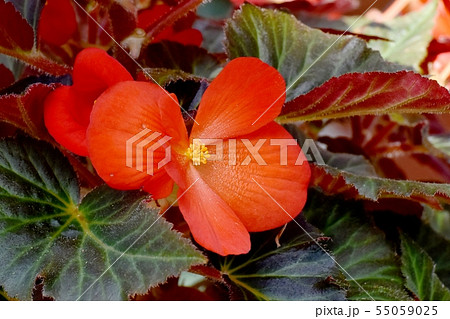 調布市の植物園に咲くオレンジ色のベゴニア 55059025