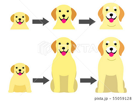 ラブラドールレトリバーの加齢の過程のイラスト素材