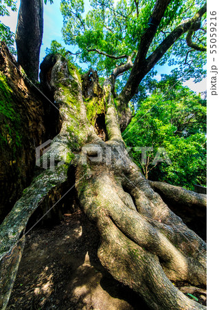 塚崎の大楠　【佐賀県武雄市】 55059216