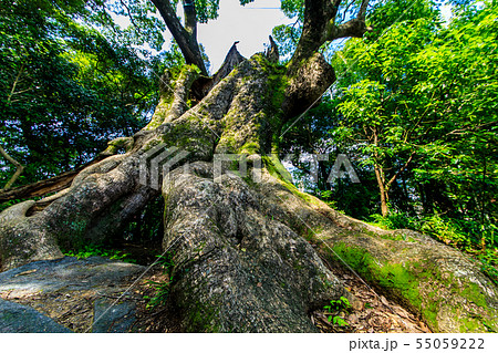 塚崎の大楠 【佐賀県武雄市】 塚崎の大楠 【佐賀県武雄市】 55059222