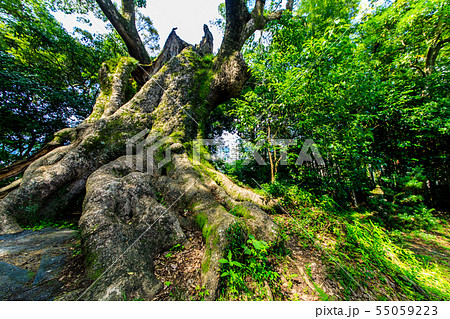 塚崎の大楠 【佐賀県武雄市】 塚崎の大楠 【佐賀県武雄市】 55059223