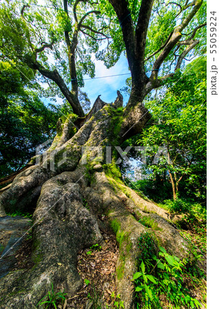 塚崎の大楠 【佐賀県武雄市】 塚崎の大楠 【佐賀県武雄市】 55059224