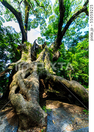 塚崎の大楠　【佐賀県武雄市】 55059225