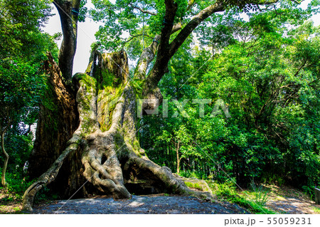 塚崎の大楠　【佐賀県武雄市】 55059231