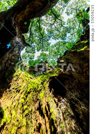 塚崎の大楠 【佐賀県武雄市】 塚崎の大楠 【佐賀県武雄市】 55059235