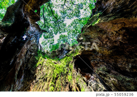 塚崎の大楠　【佐賀県武雄市】 55059236