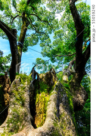 塚崎の大楠 【佐賀県武雄市】 塚崎の大楠 【佐賀県武雄市】 55059240