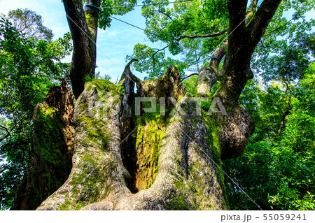 塚崎の大楠 【佐賀県武雄市】 塚崎の大楠 【佐賀県武雄市】 55059241