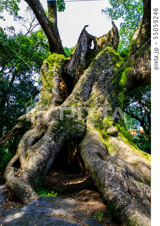 塚崎の大楠　【佐賀県武雄市】 55059246