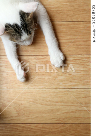 猫-30 猫-30 55059705