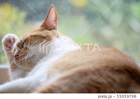 猫-31 猫-31 55059706