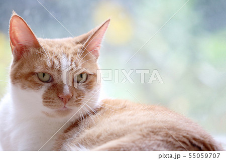 猫-32 猫-32 55059707