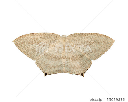 Image of Pointed flatwings butterfly. Insect. 55059836