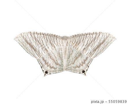 Image of Pointed flatwing butterfly. Insect. 55059839