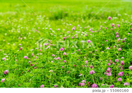 夏の花が咲く河川敷 55060160
