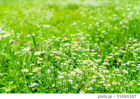 夏の花が咲く河川敷 55060167
