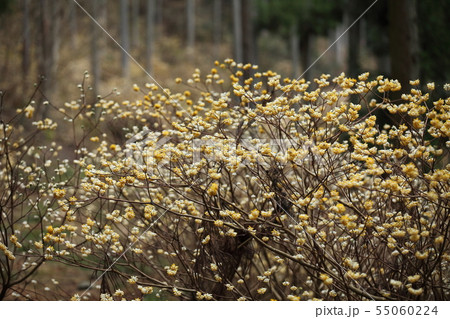 本谷のミツマタ 本谷のミツマタ 55060224