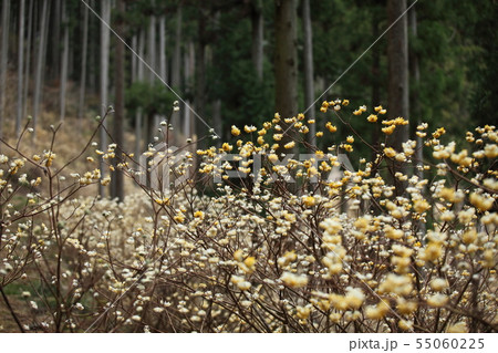 本谷のミツマタ 本谷のミツマタ 55060225