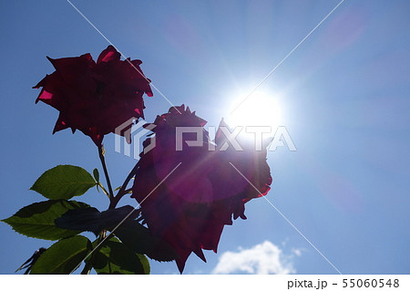 真っ赤なバラと太陽 真っ赤なバラと太陽 55060548