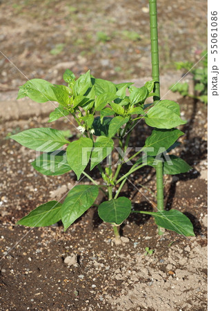 ピーマンの苗の写真素材