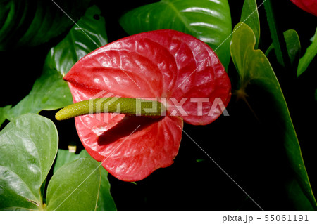 調布市の植物園に咲く赤いアンスリウム 55061191