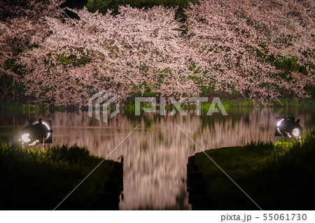 ライトで照らされる桜 ライトで照らされる桜 55061730
