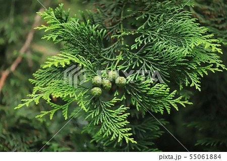 杉の実 55061884