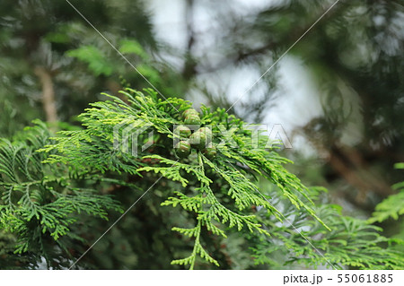 杉の実 55061885