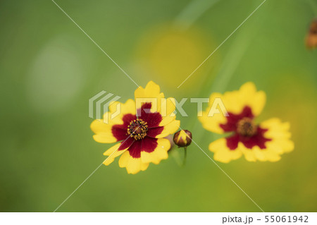 ハルシャギク 55061942