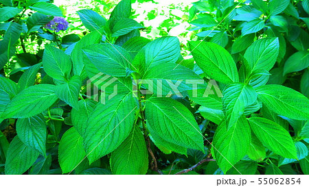 アジサイの葉っぱ 55062854