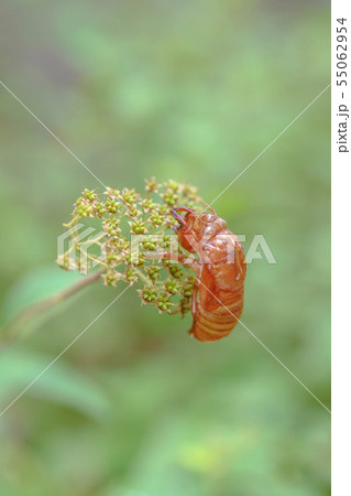 初夏　蝉の抜け殻 55062954