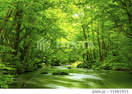 青森県十和田市　奥入瀬渓流 55062955
