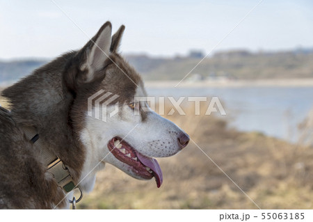 Portrait of brown Siberian husky dog. Portrait of brown Siberian husky dog. 55063185