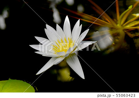 調布市の植物園に咲く白いスイレン 55063423