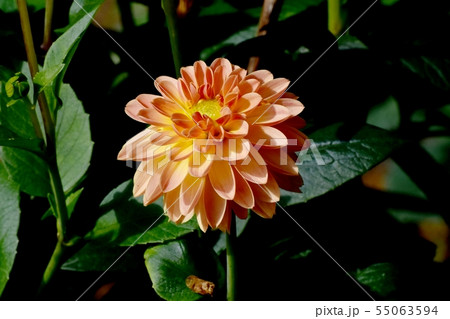 調布市の植物園に咲く黄色いダリア（作出者管理番号 16-111） 55063594