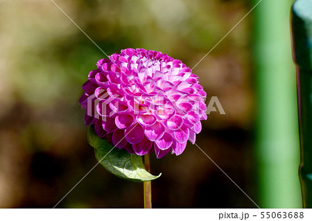 調布市の植物園に咲くピンクのダリア（オレテイデューク） 55063688