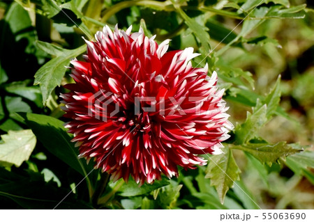 調布市の植物園に咲く赤と白のダリア(リトルサンタ) 調布市の植物園に咲く赤と白のダリア(リトルサンタ) 55063690