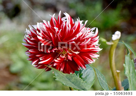 調布市の植物園に咲く赤と白のダリア（リトルサンタ） 55063693