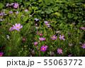 物悲しい 雰囲気の ピンク の 秋桜 55063772