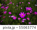 物悲しい 雰囲気の ピンク の 秋桜 55063774