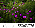 物悲しい 雰囲気の ピンク の 秋桜 55063776