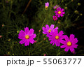物悲しい 雰囲気の ピンク の 秋桜 55063777