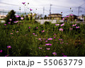 物悲しい 空 と ピンク の 秋桜 55063779