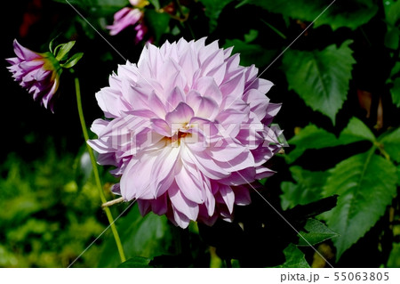 調布市の植物園に咲く淡い紫色のダリア（銀映） 55063805
