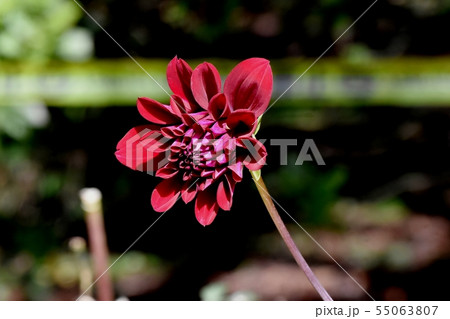 調布市の植物園に咲く赤いダリア（雪乃） 55063807