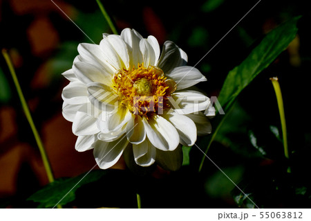 調布市の植物園に咲く白いダリア（バニラベイビー） 55063812